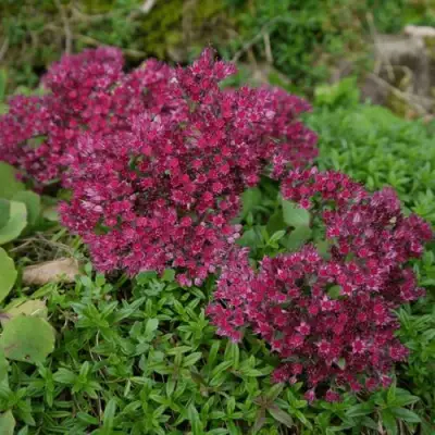 Очиток (седум) РУБИ ГЛОУ скальный в Лиде