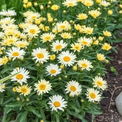 Нивяник БРОДВЕЙ ЛАЙТС великолепный в Лиде