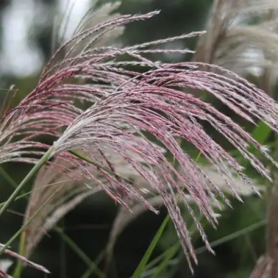 Мискантус МАЛЕПАРТУС китайский  в Лиде