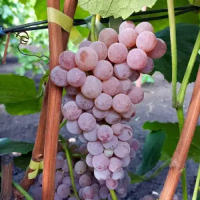 Виноград РИЛАЙНС ПИНК СИДЛИС в Лиде