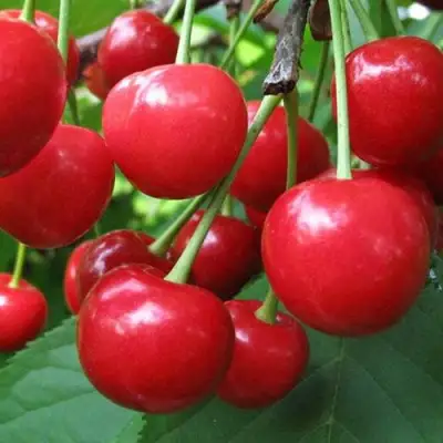 Дюк ПРЕВОСХОДНАЯ ВЕНЬЯМИНОВА в Лиде