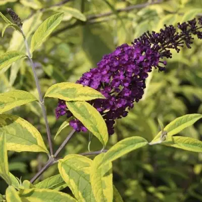 Буддлея давида САНТАНА  в Лиде