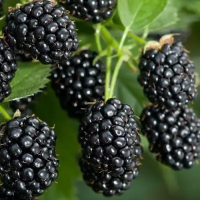Ежевика ЧЕРНАЯ МАГИЯ ремонтантная  в Лиде