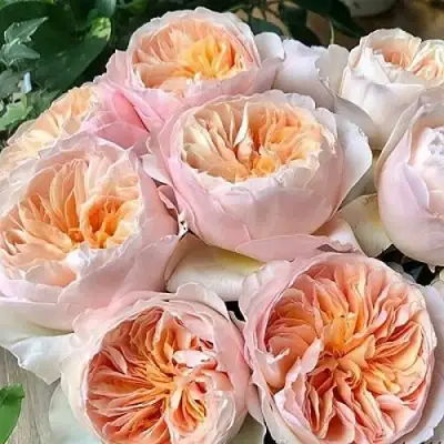 Роза ДЖУЛЬЕТТА английская в Лиде