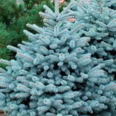 Ель СУПЕР БЛЮ СИДЛИНГ колючая в Лиде
