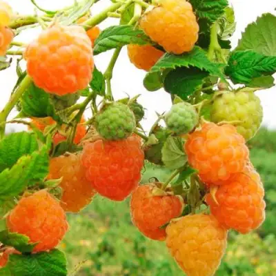 Малина ЗОЛОТЫЕ КУПОЛА в Лиде