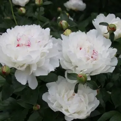 Пион ФЕСТИВА МАКСИМА травянистый в Лиде