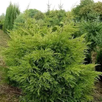 Можжевельник КУРИВАО ГОЛД китайский в Лиде