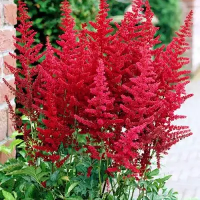 Астильба БУРГУНДИ РЕД Арендса в Лиде