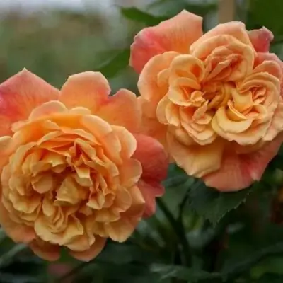 Роза АЛОХА плетистая в Лиде