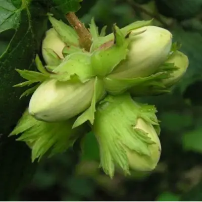 Фундук ТАМБОВСКИЙ ПОЗДНИЙ в Лиде