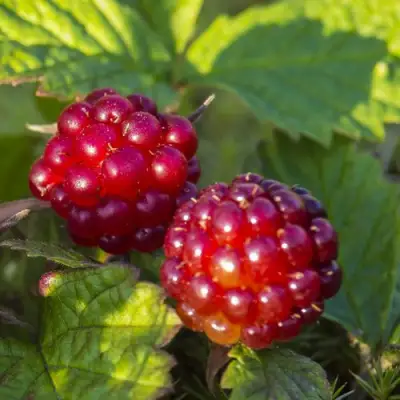 Княженика ЛИНДА в Лиде