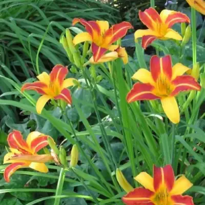 Лилейник ФРАНС ХАЛС в Лиде