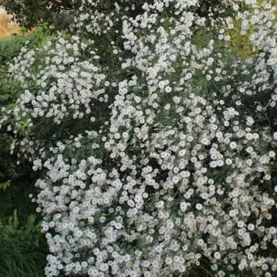 Болтония СНОУБЭНК в Лиде