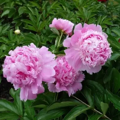 Пион МЕСЬЕ ЖЮЛЬ ЭЛИ травянистый в Лиде