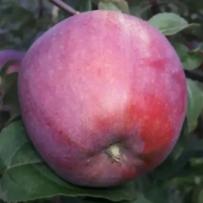 Яблоня ЗОРКА в Лиде