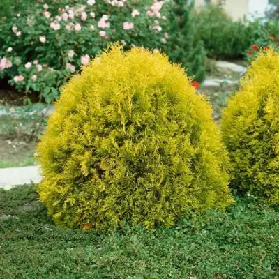 Туя РЕЙНГОЛД западная в Лиде