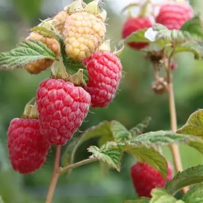 Малина МОЛЛИНГ ДЖУНО в Лиде