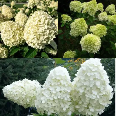 Комплект НЕЖНЫЙ КАПУЧИНО в Лиде