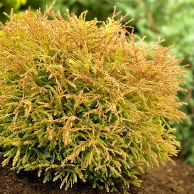 Туя ГОЛДЕН ТАФФЕТ западная в Лиде