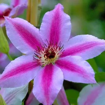 Клематис НЕЛЛИ МОЗЕР в Лиде