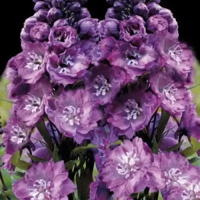 Дельфиниум ДЕЛЬФИС ПИНК ПАУЭ высокий в Лиде