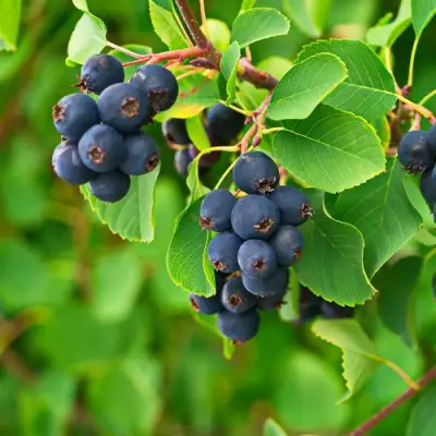 Ирга КОЛОСИСТАЯ в Лиде