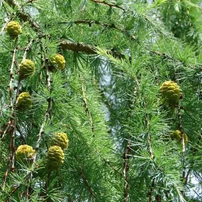 Лиственница КЕМПФЕРА в Лиде