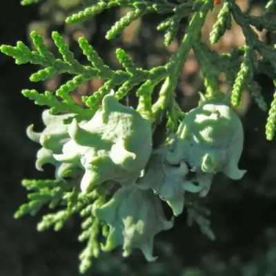 Туя восточная в Лиде