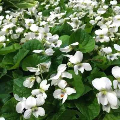 Фиалка АЛЬБИФЛОРА сестринская в Лиде