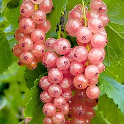 Смородина белая ПРЫГАЖУНЯ (РОЗОВАЯ) в Лиде