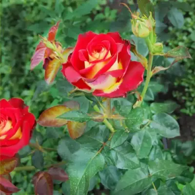 Роза ФРЕНДШИП чайно-гибридная в Лиде