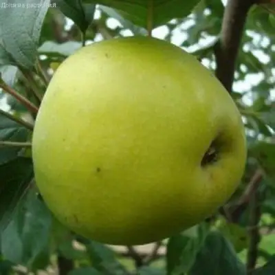 Яблоня КОШТЕЛЯ в Лиде