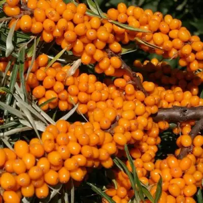 Облепиха АЛТАЙСКАЯ в Лиде