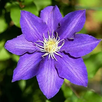 Клематис ЗЕ ПРЕЗИДЕНТ в Лиде