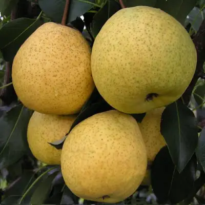 Груша ВЕЛИКАЯ ЛЕТНЯЯ (БОЛЬШАЯ ЛЕТНЯЯ) в Лиде