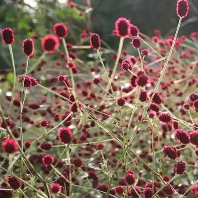 Кровохлебка ЧОКОЛАТ ТИП в Лиде