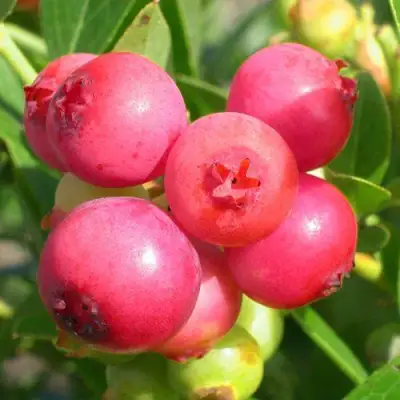 Голубика ПИНК ЛИМОНАД в Лиде