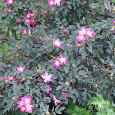 Роза сизая в Лиде