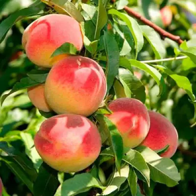 Персик ДИВНЫЙ в Лиде