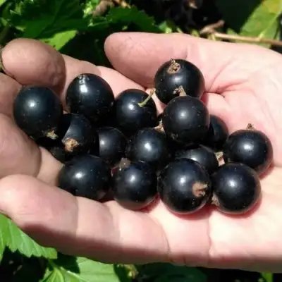 Смородина черная ЧЕРНООКАЯ в Лиде