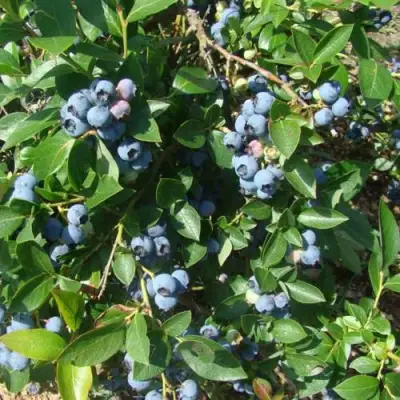 Голубика БЛЮЭТТА в Лиде