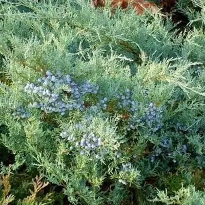 Можжевельник ГРЕЙ ОУЛ виргинский  в Лиде