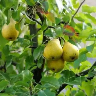 Груша ВИЛИЯ в Лиде