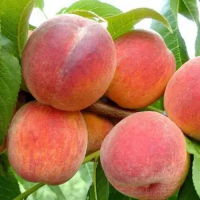 Персик ФЛЕМИНГ ФЬЮРИ в Лиде