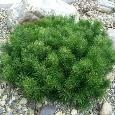 Сосна горная МУГУС в Лиде