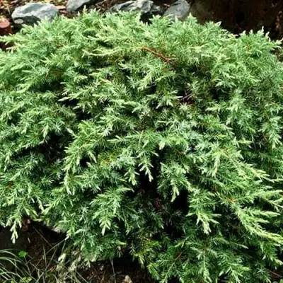 Можжевельник ШЛЯГЕР прибрежный в Лиде