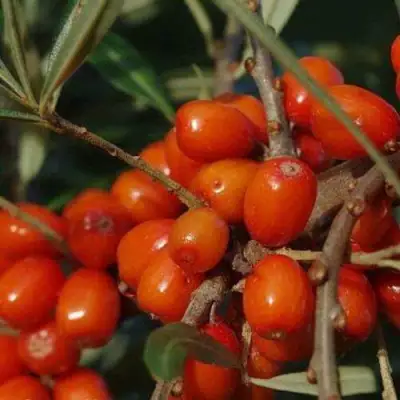Облепиха ВОРОБЬЕВСКАЯ в Лиде