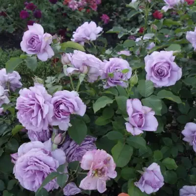 Роза ЛАВ СОНГ флорибунда в Лиде
