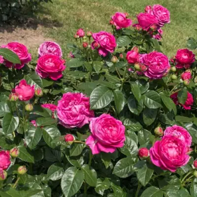 Роза АНУШКА чайно-гибридная в Лиде